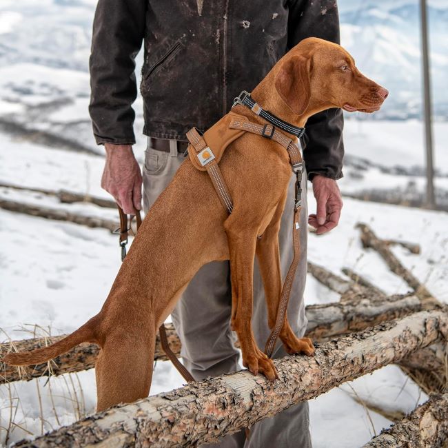 Large Carhartt adjustable dog harness in brown, designed for no-pull control and visibility.