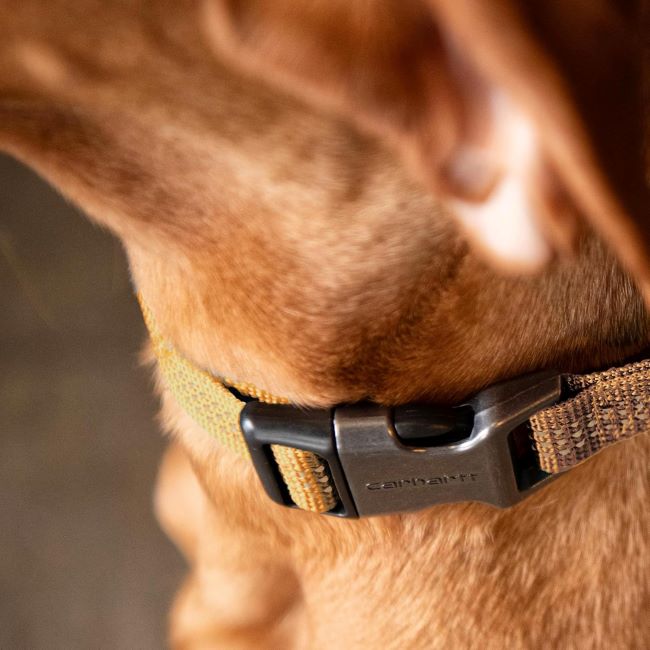 Durable Carhartt nylon dog collar in brown, featuring adjustable fit and high-visibility reflective stitching.