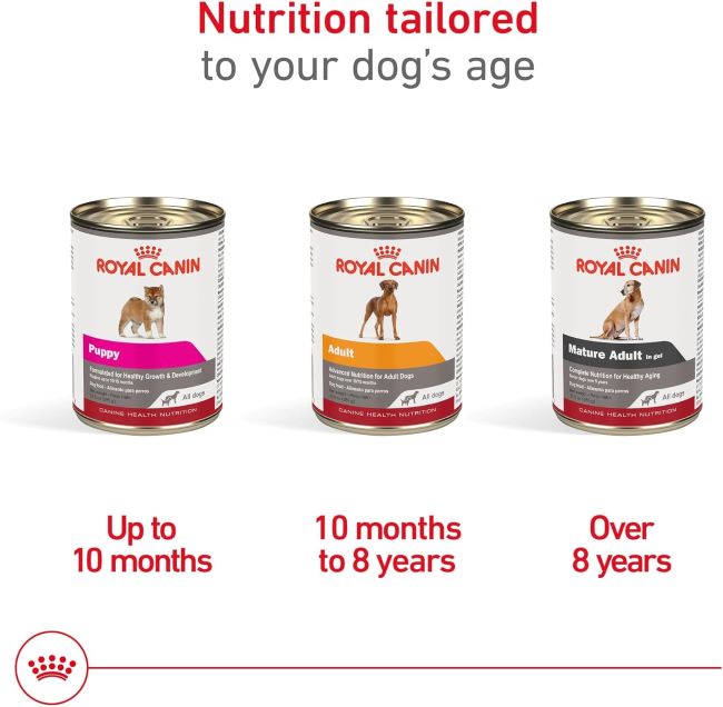 12-pack of Royal Canin Adult In-Gel Dog Food, nutritious wet formula for dogs.