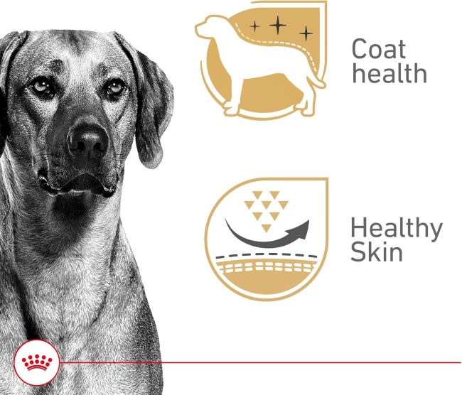 Premium wet dog food by Royal Canin for adult dogs, 12-pack review.