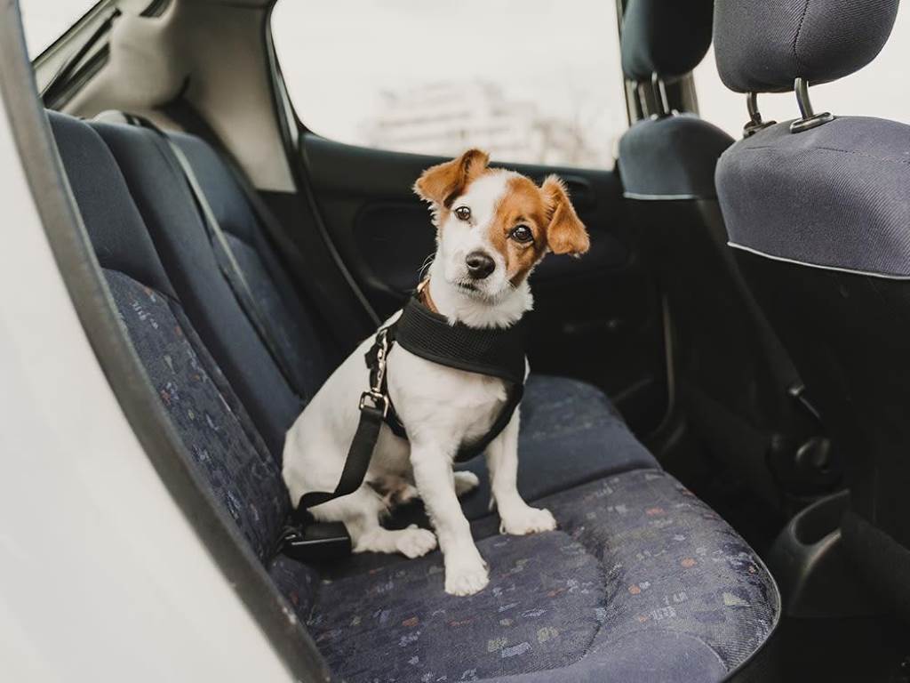 Best Dog Seat Belt Harness