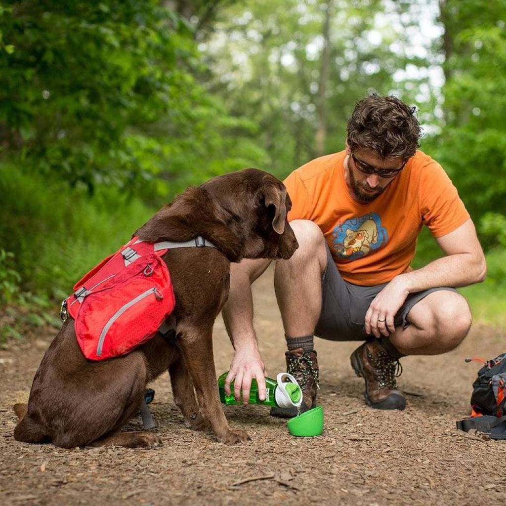 Dog hydration during hiking with travel water bottle