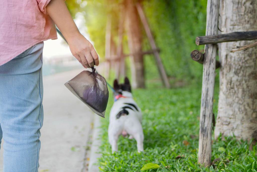 Dog walking with poop bag holder attached to leash in park