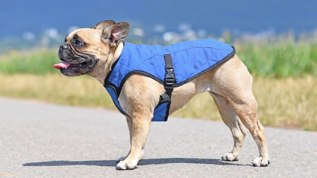 Dog wearing a cooling jacket staying comfortable outdoors on a hot sunny day