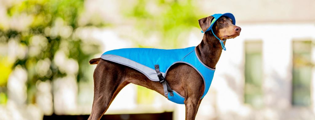 Pet owner adjusting a cooling jacket on a dog during a warm weather walk