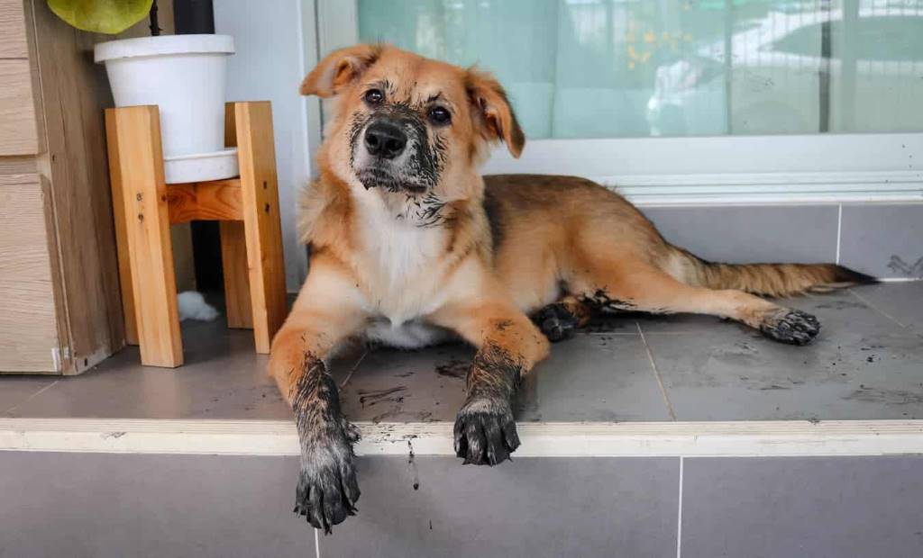 dog paw cleaner removing dirt effectively