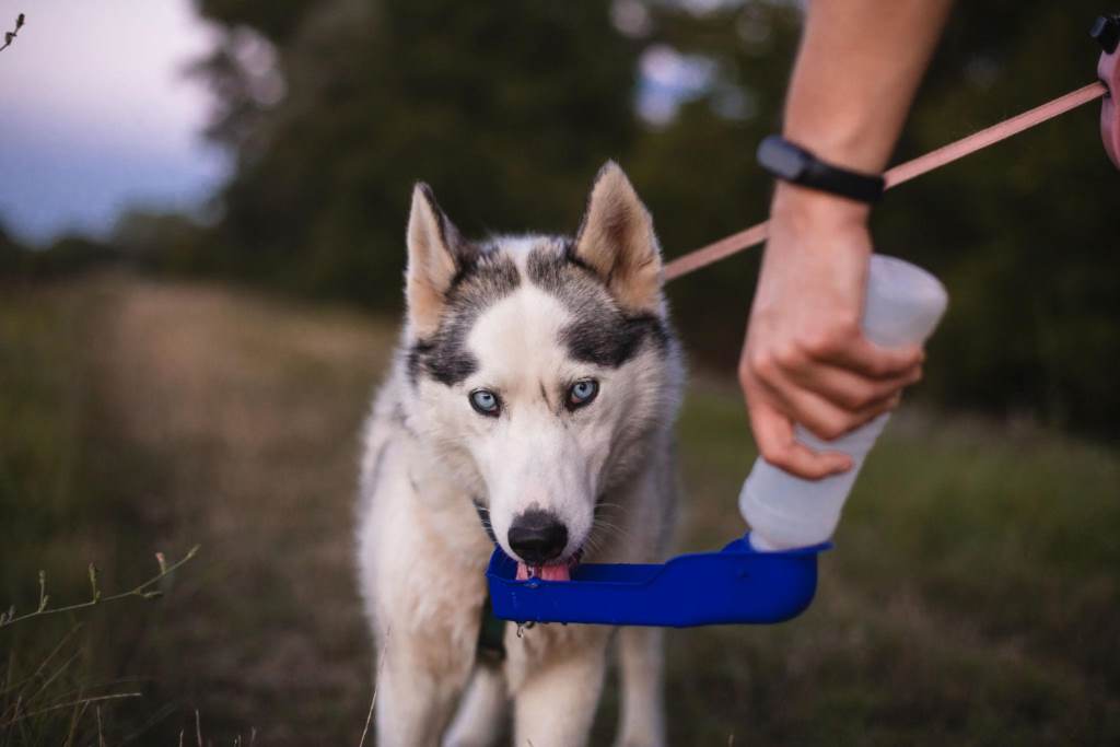 dog using portable water dispenser outdoors