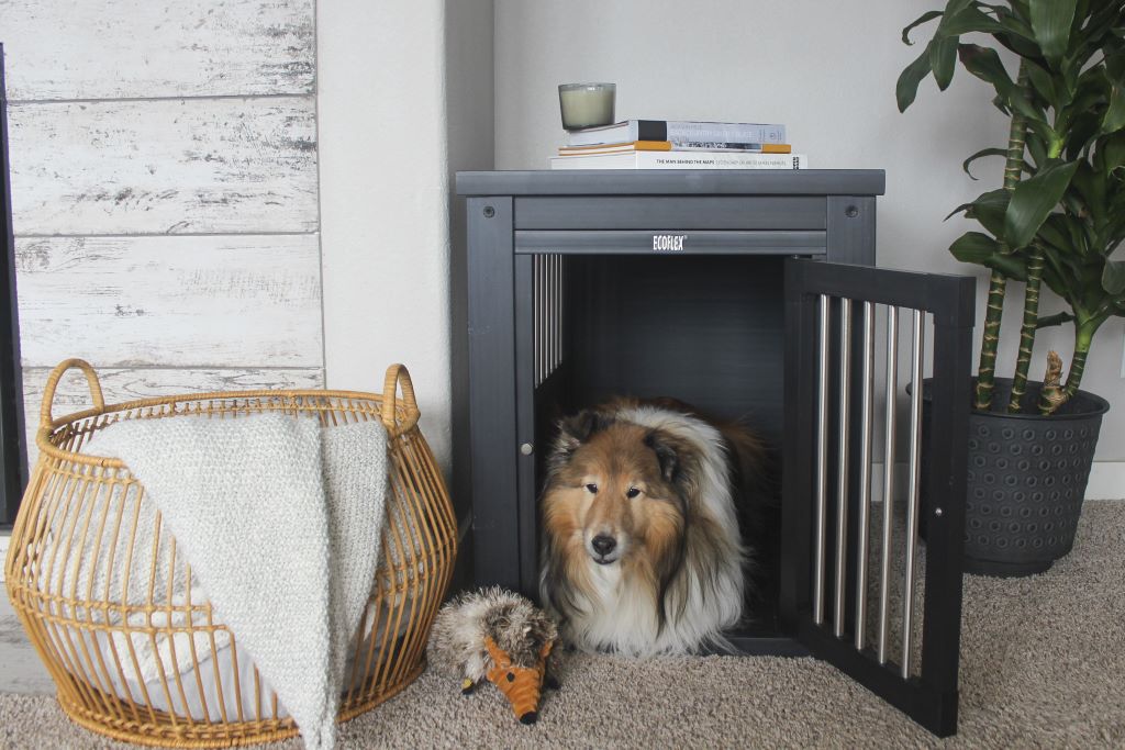 Pet owner carrying a lightweight folding dog crate for travel with a dog