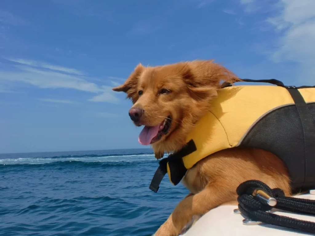 Dog safely wearing a life jacket on a boat