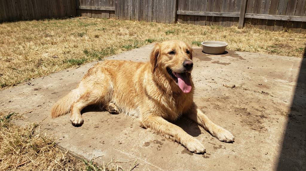 Dog staying cool on an elevated bed in a shaded area