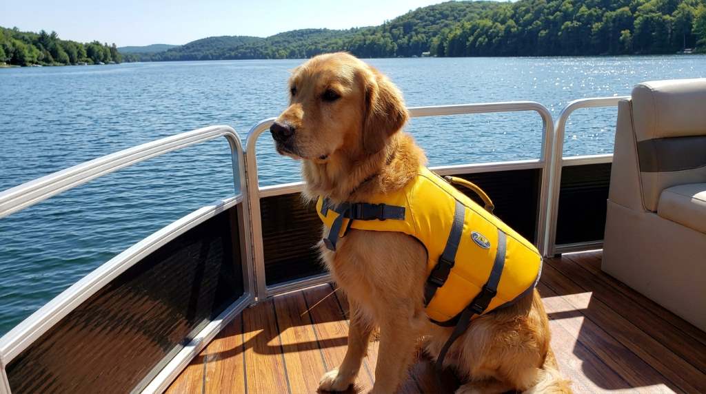 Dog wearing a bright life jacket while swimming